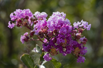 Obraz premium flower in bloom on tree