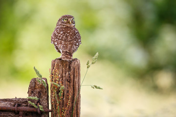 little owl on a fence