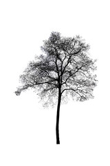 Dead tree isolated on white background with clipping path