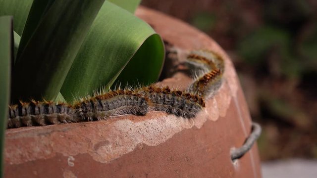 The processionary pine caterpillars. Processionary caterpillars hatch from tiny
