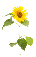 Fototapeta premium sunflower isolated