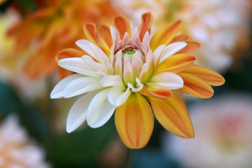 Fototapeta premium Beautiful Dahlia Flower - in Soft Focus - Blurred Background - Warm Autumn Colorspace