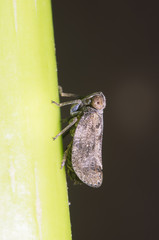 Small insect in the garden Thailand summer season