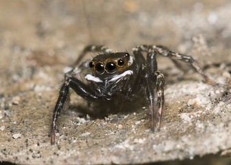 Jump spider in the forest Thailand
