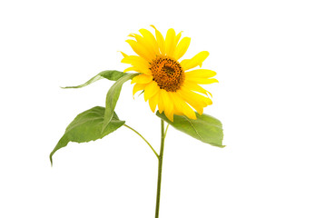 sunflower isolated