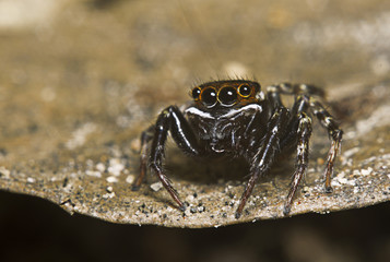 Jump spider in the forest Thailand