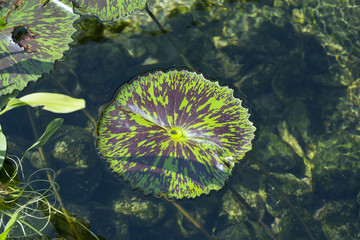 Variegated dark red and green waterlily leaf floating in a pond. Vertical aspect.