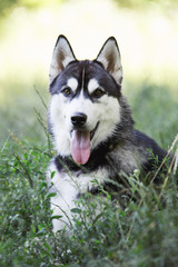 dog breed Siberian Husky