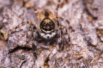 Jump spider in the forest Thailand
