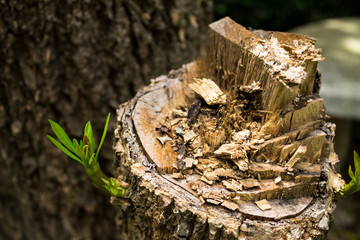 deforestation