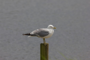 Sturmmöwe, Larus hyperboreus, sitzt auf einem Pfahl am Wasser