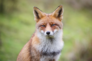 red fox portrait