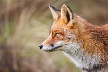 red fox portrait