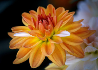 Obraz na płótnie Canvas Closeup of a Beautiful Dahlia Flower - in Soft Focus - Blurred Background - Warm Autumn Colorspace