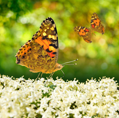 Image of  flowers and butterfly closeup