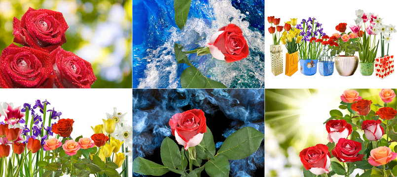 image of different flowers close-up