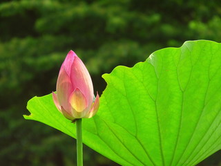 蓮の花