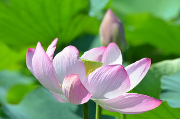 はすの花