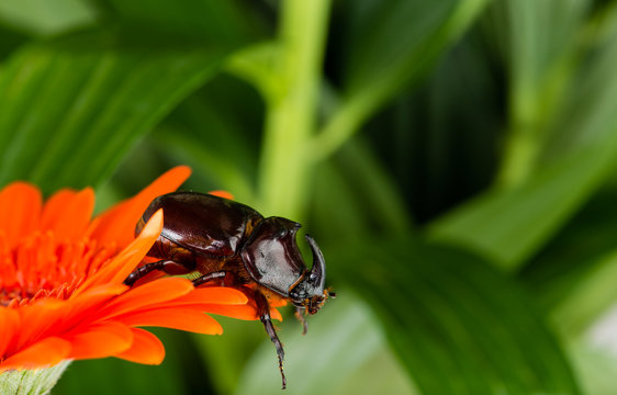 European rhinoceros beetle (Oryctes nasicornis)