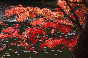 紅葉