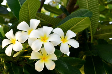 Beautiful plumeria flowers in the garden with copy space for text on right top