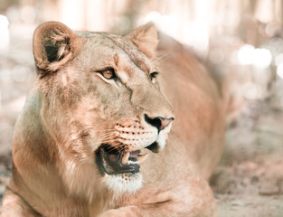 African lioness lying close-up