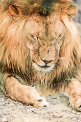 portrait the animal African lione lying close-up