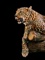 Naklejka premium animal portrait leopard