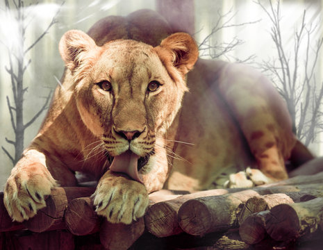 lioness licks his paw