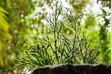 Small tree in woodshelf interior decorate