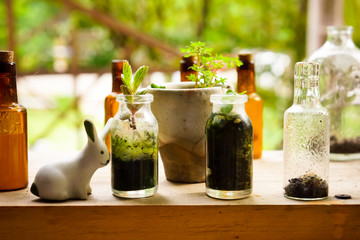 Small tree in woodshelf interior decorate