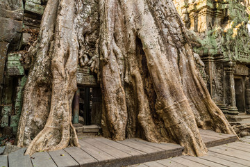 Tree growing through the temple