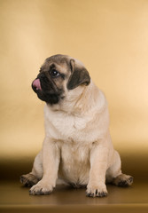 Obraz premium Pug puppy on golden background
