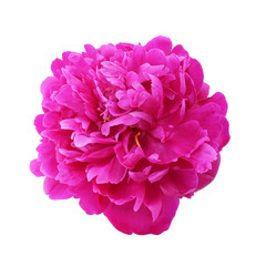 Purple peony isolated on white background