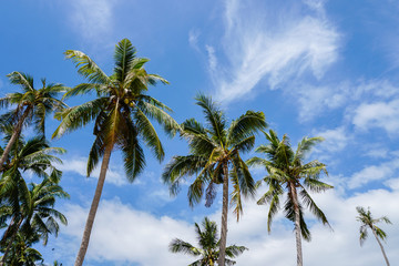 Fototapeta premium Palm tree crowns against blue sky