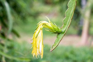 Dragon fruit flower on the tree in the garden