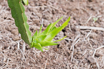 Dragon fruit flower on the tree in the garden