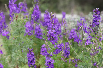 Obraz premium blooming lilac delphinium on flowerbed, local focus, shallow DOF