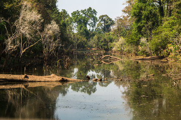 Fototapeta na wymiar Rain forest in Siem Reap, Cambodia