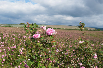 field of blooming crimean pink damask roses, rose bush closeup, local focus, shallow DOF