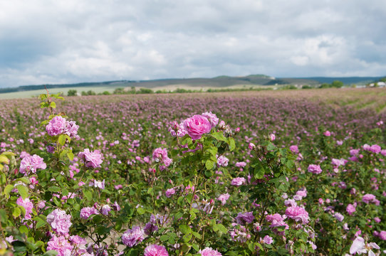 field of blooming pink damask roses at Bakhchisaray, Crimea, 
local focus, shallow DOF