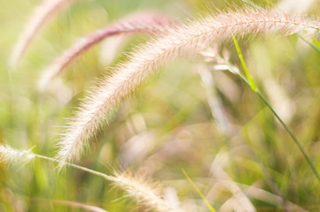 Poaceae grass flower for background, soft focus.