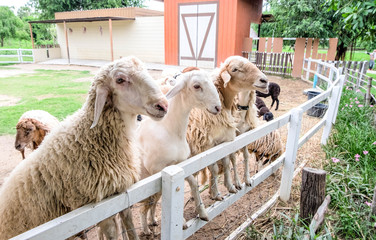 Sheep waiting for feeding in fence, focus on brown sheep.