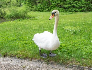 Goose walks in garden