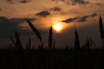 Wheat Field Under Dramatic Sky With Sunset Sun At Evening.