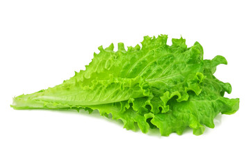 healthy green lettuce