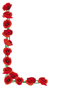Bunch of red poppies for remembrance or decoration