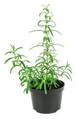 rosemary in a pot
