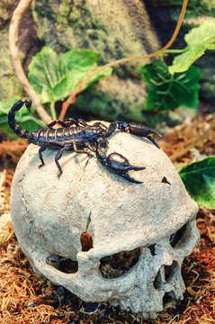 skull and scorpion