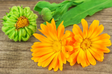 orange calendula flowers